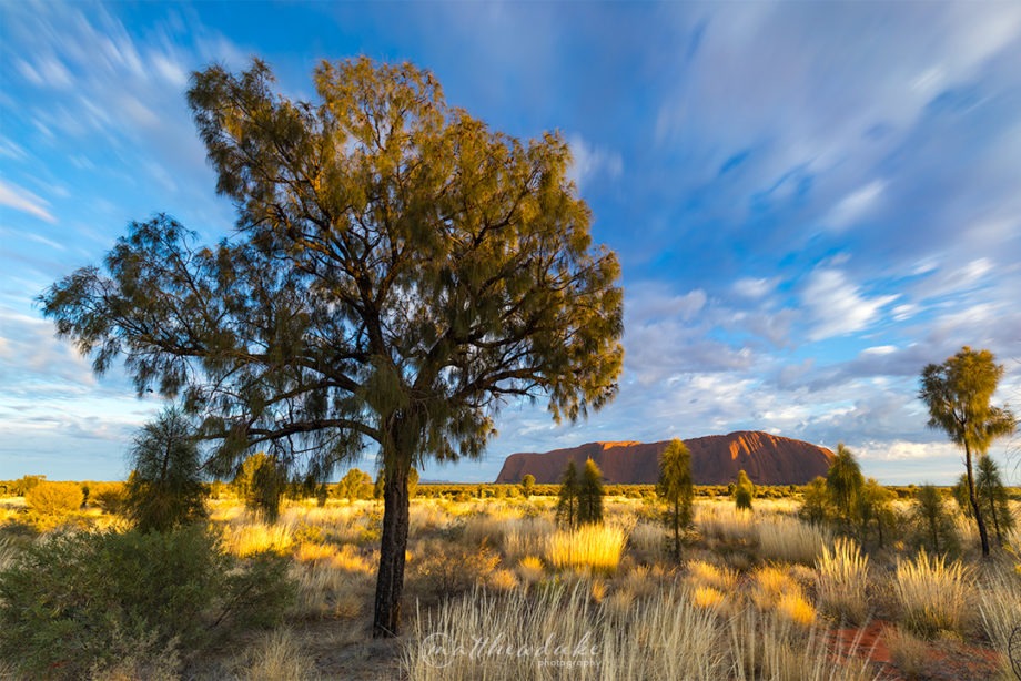 Ayres Rock Sunrise Tree Clouds Web