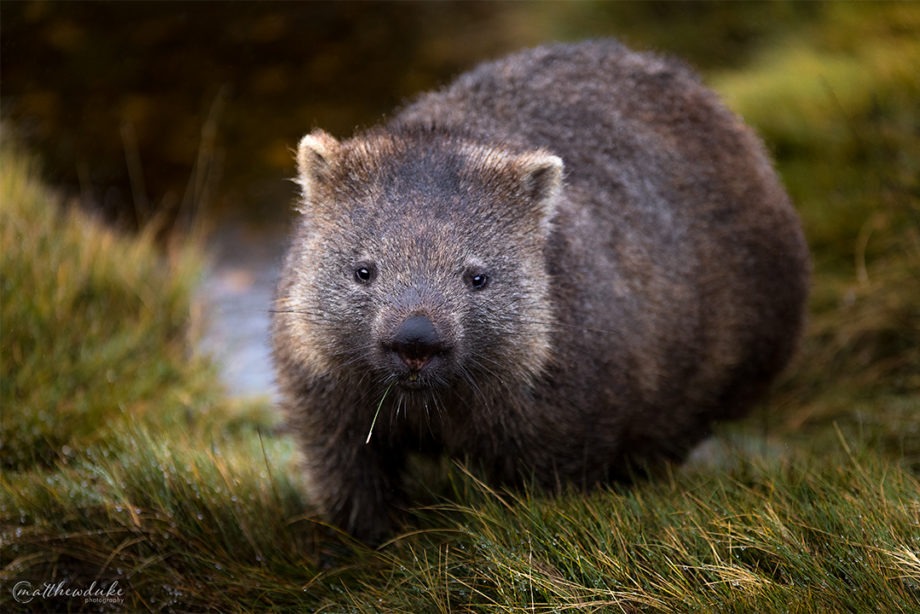 M Duke Wombat Portrait Cradle Mountain Tasmania