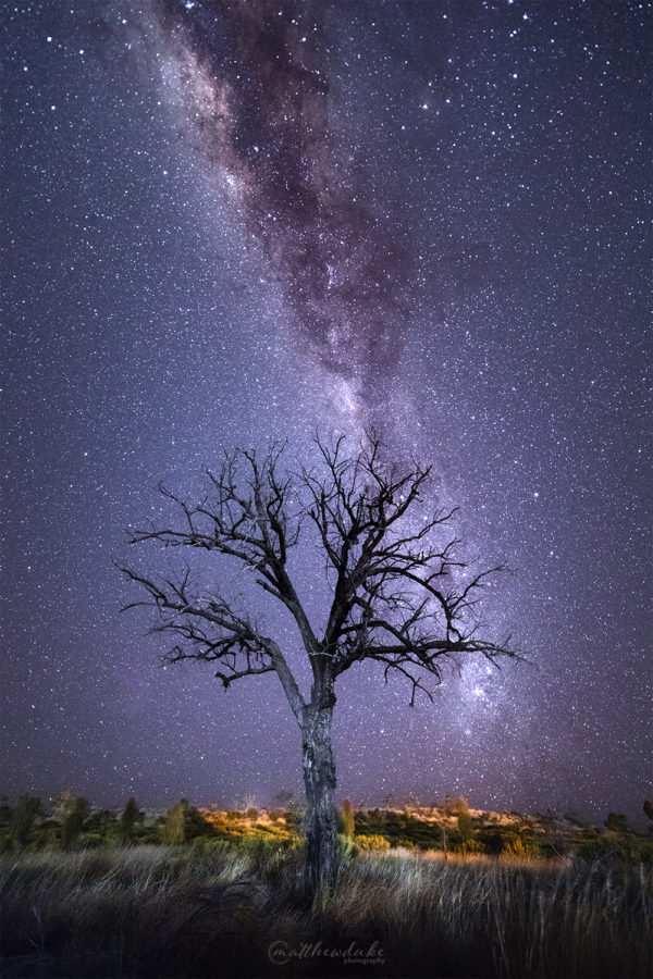 Milky Way Dead Tree Outback Australia landscape photograph