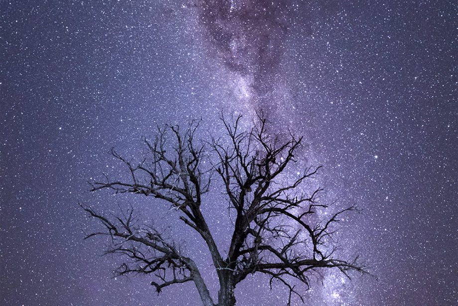 Milky Way Dead Tree Outback Australia landscape photograph